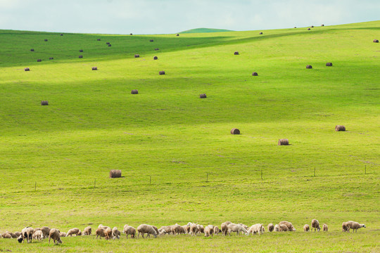 秋季草原牧场羊群草捆子