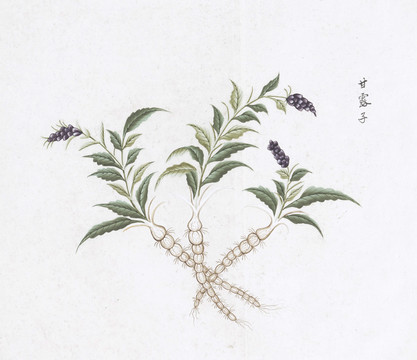 甘露子中草药国画素材插画