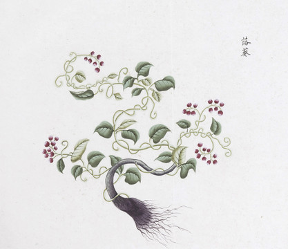 落葵中草药国画素材插画