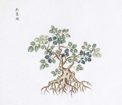 大叶榕中草药国画素材插画