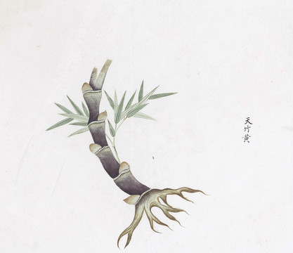 天竹黄中草药国画素材插画