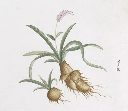 京三棱中草药国画素材插画