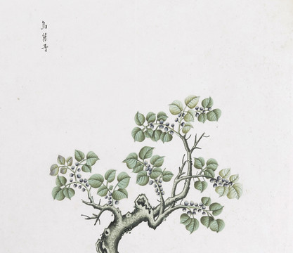 乌舅子中草药国画素材插画