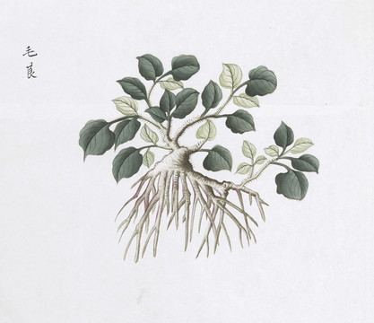 毛茛中草药国画素材插画
