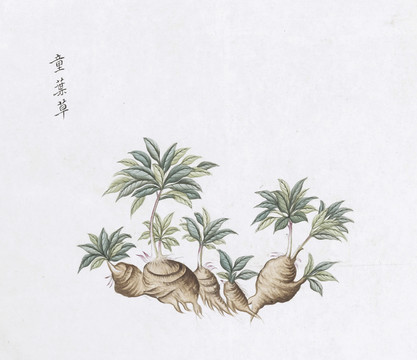 童叶草中草药国画素材插画