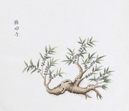 钩吻子中草药国画素材插画