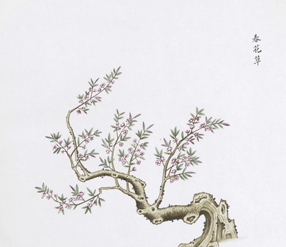 春花草中草药国画素材插画