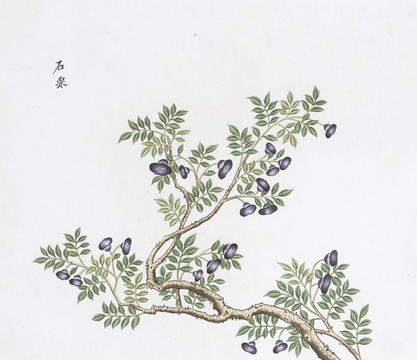 石栗中草药国画素材插画