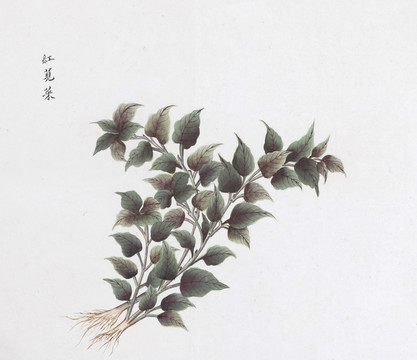 红苋菜中草药国画素材插画
