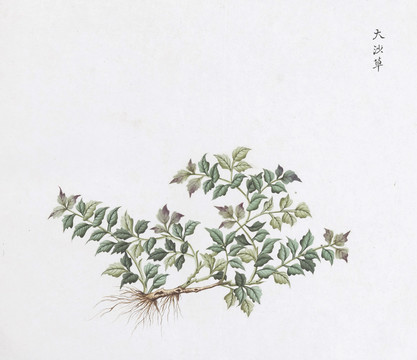 大沙草中草药国画素材插画