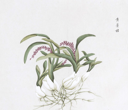 黄芽姑中草药国画素材插画