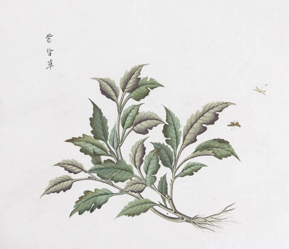 紫背草中草药国画素材插画