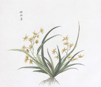 蟛蜞草中草药国画素材插画
