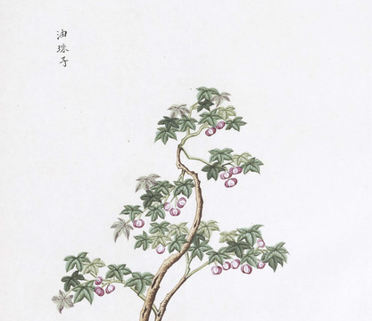 油珠子中草药国画素材插画