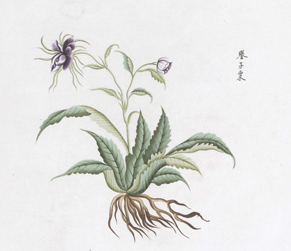 初子粟中草药国画素材插画