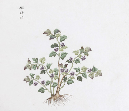 假桔梗中草药国画素材插画