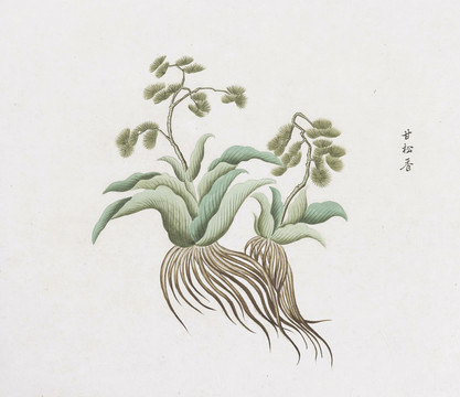 甘松香中草药国画素材插画