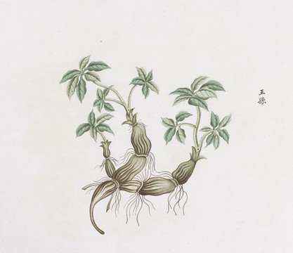 王孙中草药国画素材插画