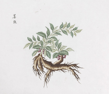 玉竹中草药国画素材插画