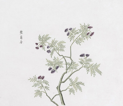 野菊香中草药国画素材插画