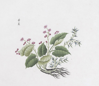 苦天中草药国画素材插画