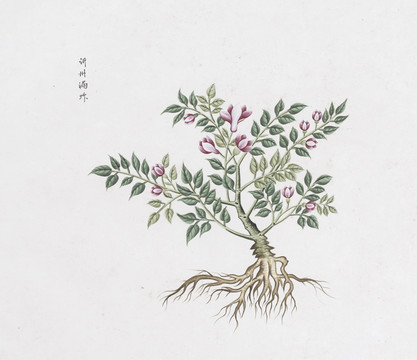 漏草中草药国画素材插画