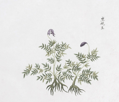 野豌豆中草药国画素材插画