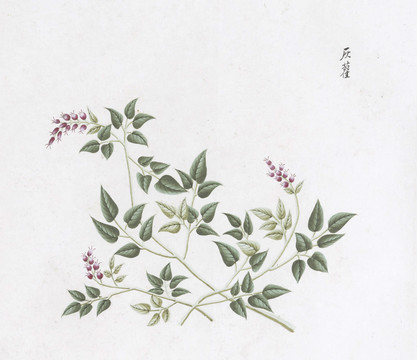 灰藋中草药国画素材插画