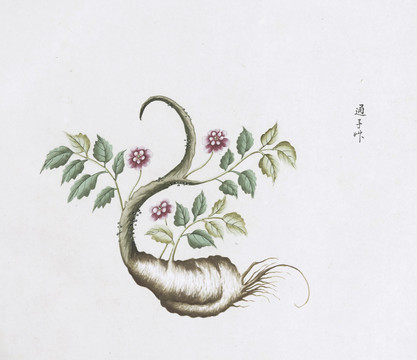 通子草中草药国画素材插画