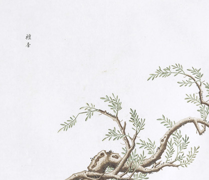 檀香中草药国画素材插画