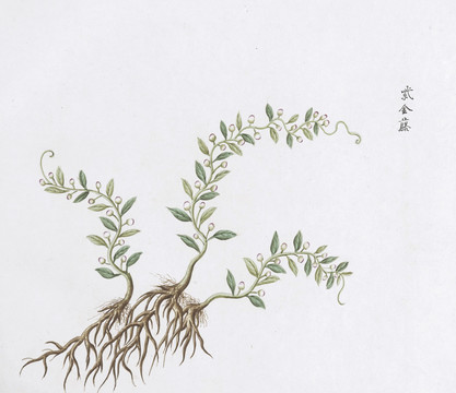 紫金藤中草药国画素材插画