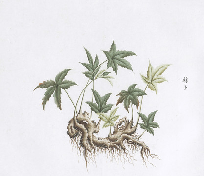 楮子中草药国画素材插画