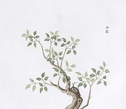 合欢树中草药国画素材插画
