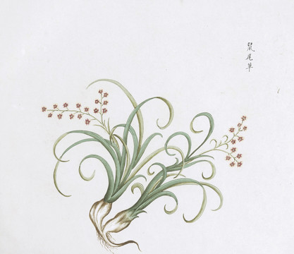 鼠尾草中草药国画素材插画