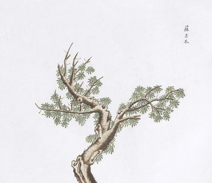 苏方木中草药国画素材插画