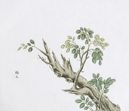 楠木中草药国画素材插画