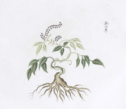 芥心草中草药国画素材插画