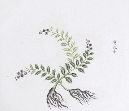 黄花子中草药国画素材插画