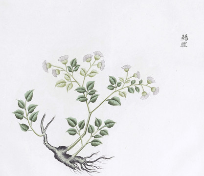 鯣胆中草药国画素材插画