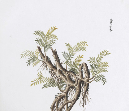 买子木中草药国画素材插画