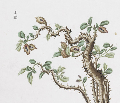 不保中草药国画素材插画
