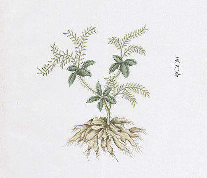天门冬中草药国画素材插画