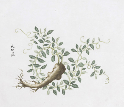 天仙藤中草药国画素材插画