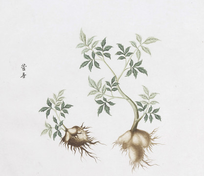 藿香中草药国画素材插画