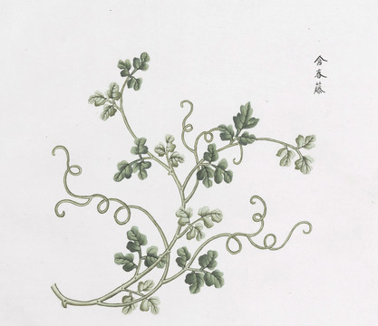 含春藤中草药国画素材插画