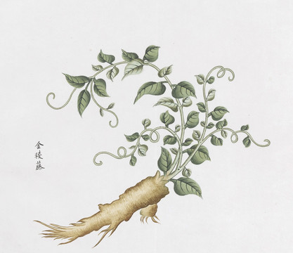 金稜藤中草药国画素材插画