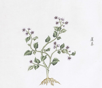 蓬蘽中草药国画素材插画