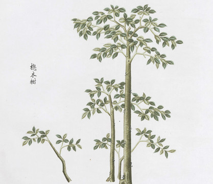 樬树中草药国画素材插画