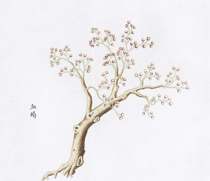 血竭中草药国画素材插画