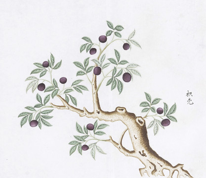 枳壳中草药国画素材插画